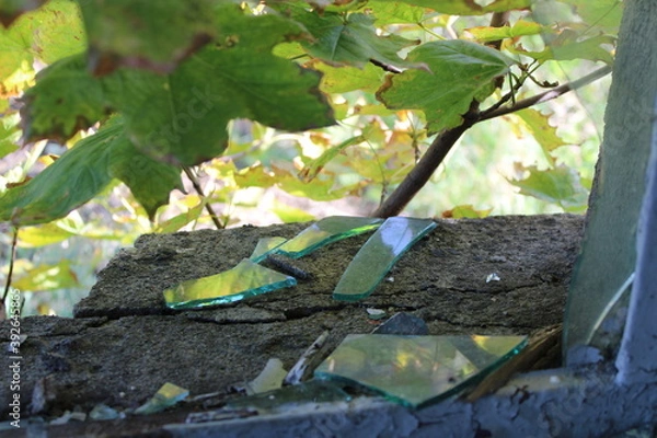 Fototapeta tree on the ground