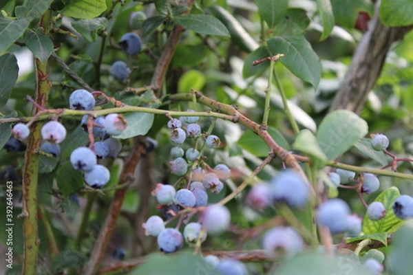 Fototapeta blueberries on a tree