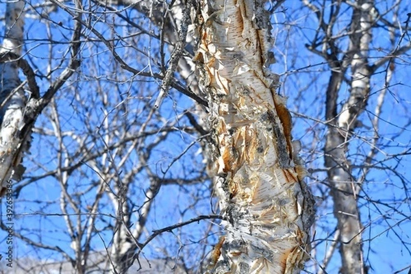 Fototapeta Winter birch. Birch bark and branches close-up, with detailed texture against the blue sky.