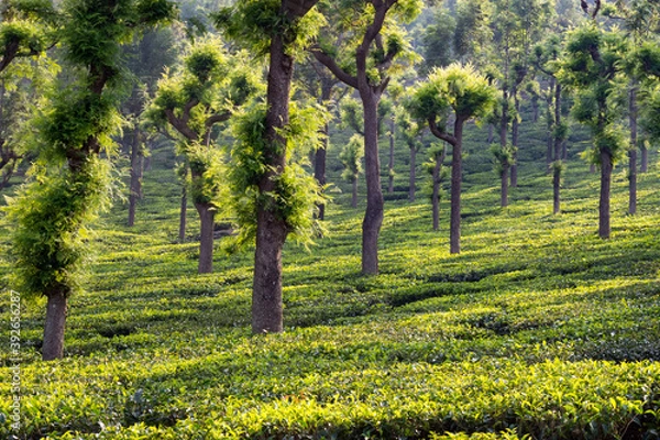 Obraz Piantagioni di Tè
