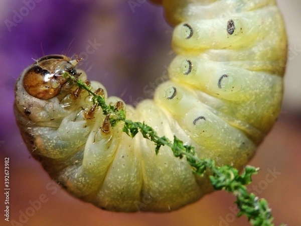 Fototapeta macro of a caterpillar
