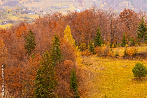 Fototapeta Autumn forests trees textures with amazing shades and fall colors great for backgrounds