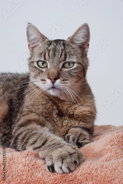 Obraz Grey tabby, polydactyl