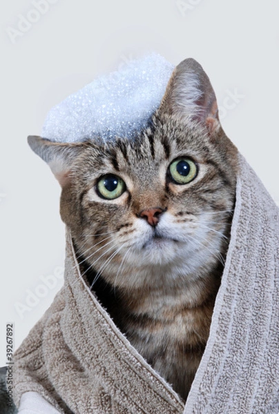Obraz Cat bath