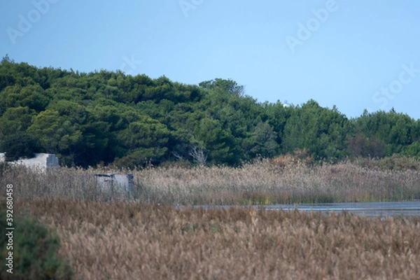 Fototapeta Il sentiero di un bosco in una Oasi protetta dello Stato