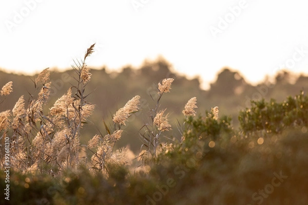 Obraz Panorama e vegetazione di un'Oasi protetta dello Stato