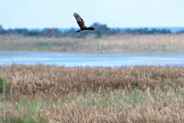 Fototapeta Un falco di palude in un'Oasi naturale protetta in Italia