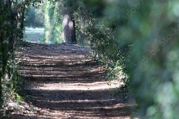 Fototapeta Panorama e vegetazione di un'Oasi protetta dello Stato