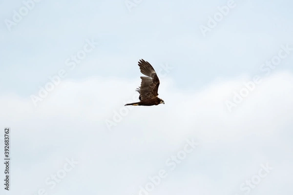 Fototapeta Un falco di palude in un'Oasi naturale protetta in Italia