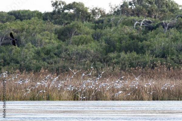 Obraz Uccelli in volo in un'Oasi naturale protetta in Italia