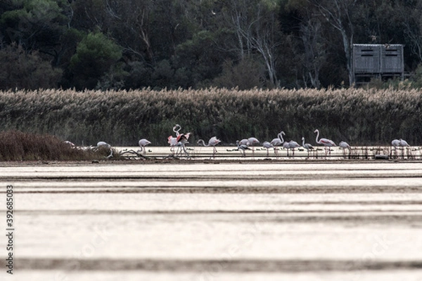 Fototapeta Fenicotteri in un'Oasi naturale protetta in Italia