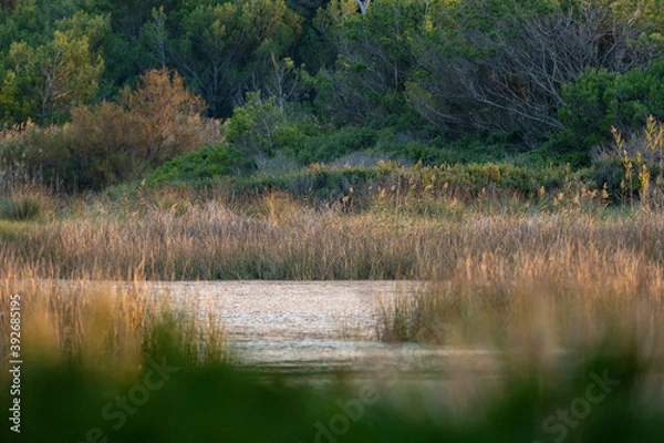 Fototapeta Panorama e vegetazione di un'Oasi protetta dello Stato