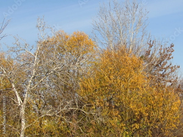 Obraz autumn time
foliage