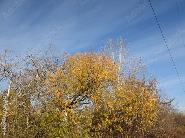 Obraz autumn time
foliage