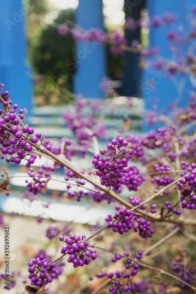 Fototapeta The Callicarpa bodinieri with decorative purple berries in tight clusters in autumn