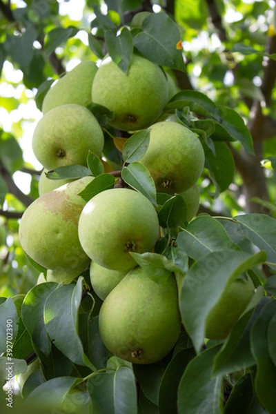 Fototapeta A large tree branch covered with green pears