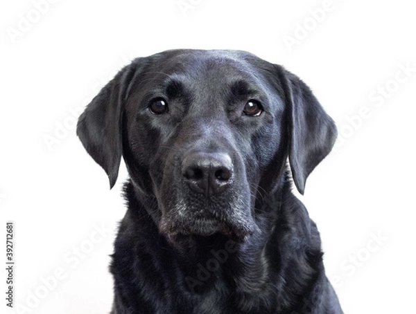 Obraz Black Lab