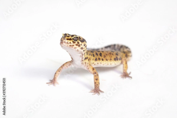 Obraz Gecko
