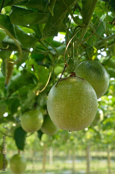 Obraz fresh green passion fuit tree close up