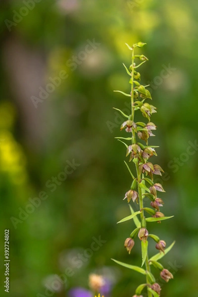 Fototapeta Sommer Orchidee auf einer fränkischen Wiese