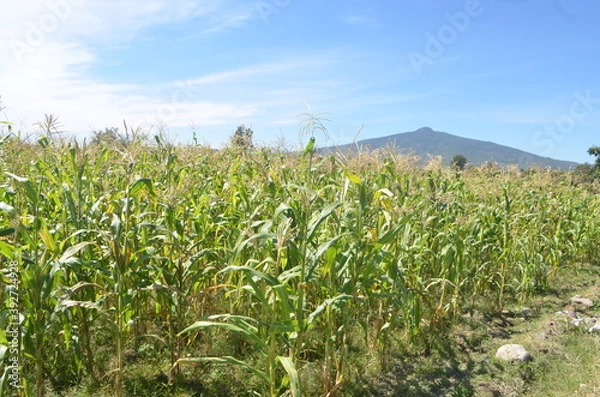 Obraz Sembradío de maíz verde