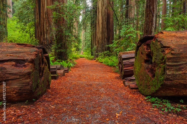 Obraz Path In Redwood Forest