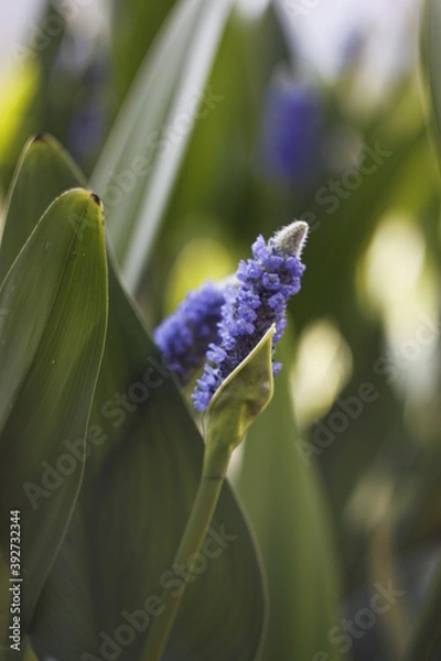 Obraz forget me not flowers