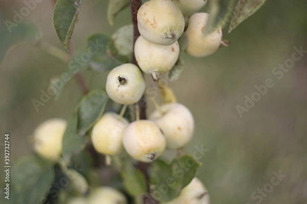 Obraz plums on a tree