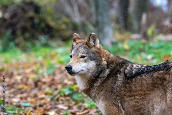 Fototapeta Wolf in the autumn forest