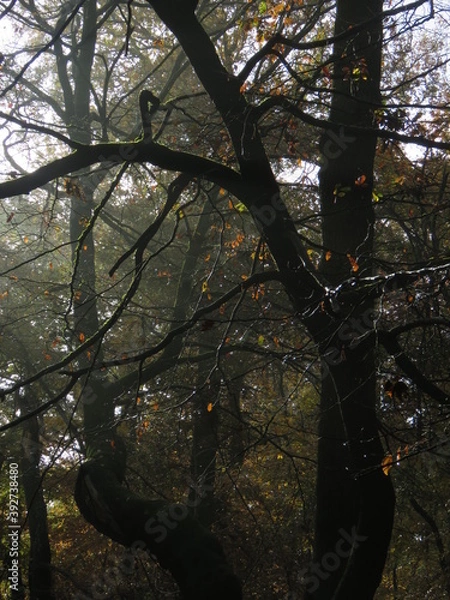 Fototapeta Beech forest on a misty morning
