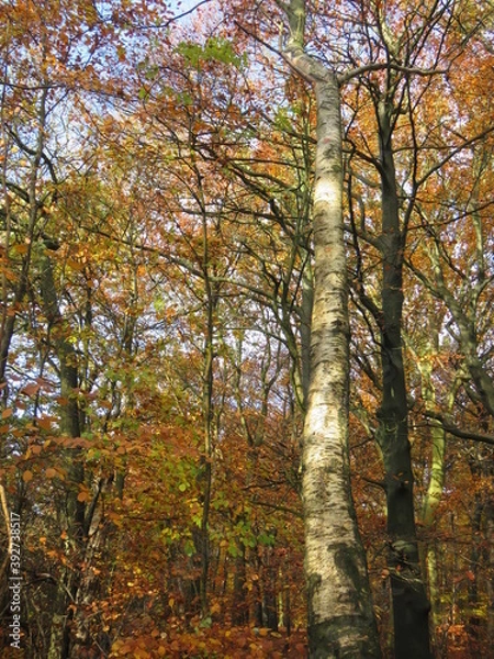 Fototapeta White birch in a beech forest in autumn