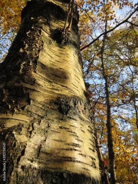 Fototapeta A detailed white birch tree trunk in a forest
