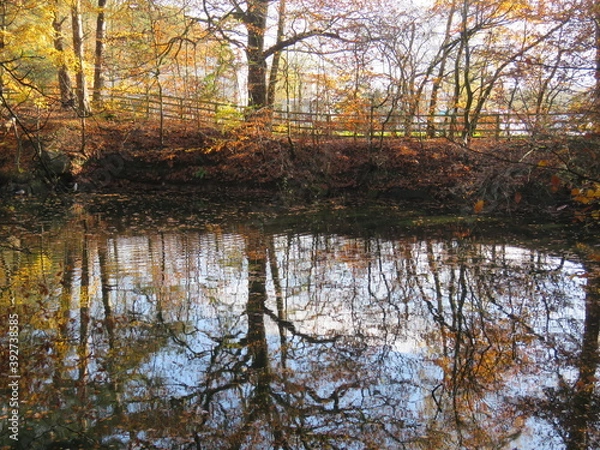 Fototapeta Autumn trees reflected in the water