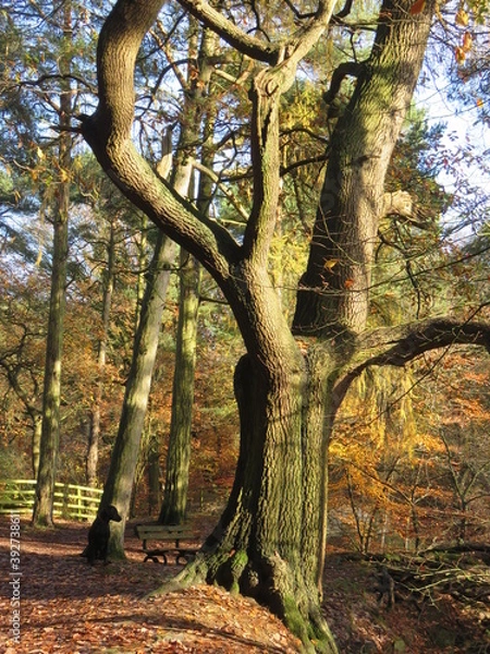 Fototapeta Beech trees in golden sunlight 