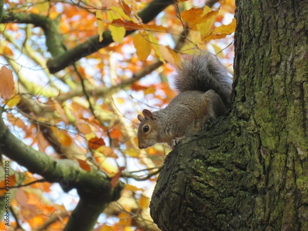 Fototapeta A detail of a grey squirrel high up in the trees. 