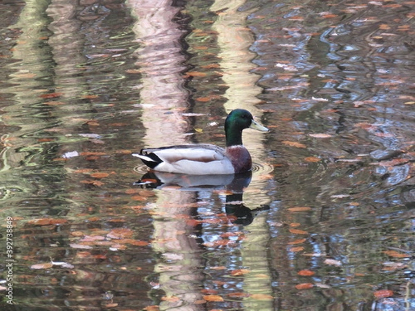 Fototapeta A wild duck in water with reflection of trees and autumn leaves floating around.