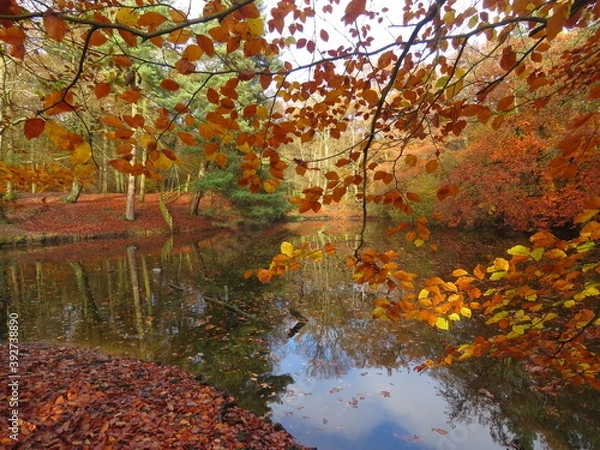 Fototapeta Lake in the autumn colours
