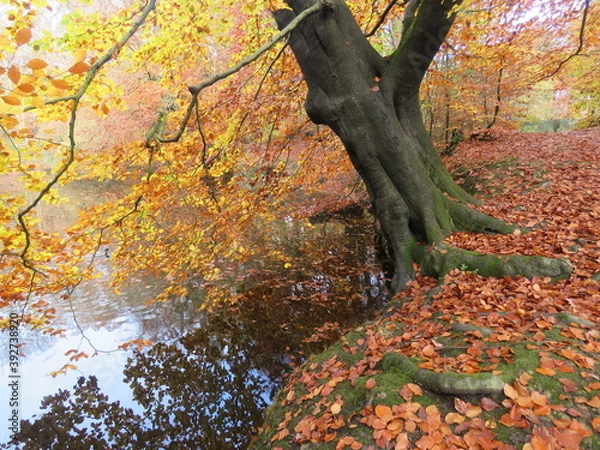 Fototapeta Beech tree leaning over the lake in the autumn