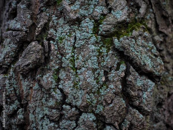 Fototapeta bark of a tree with blue moss