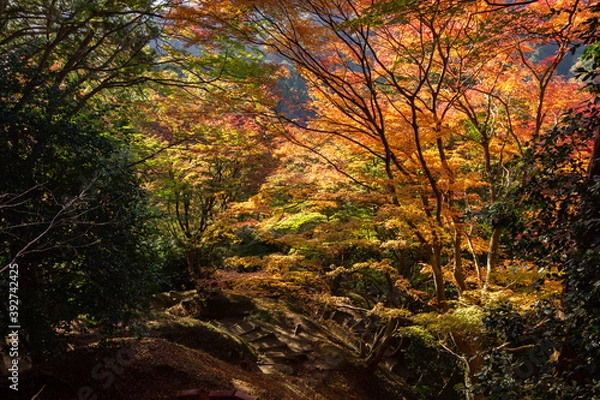 Fototapeta Colourful forest of Korankei in Japan