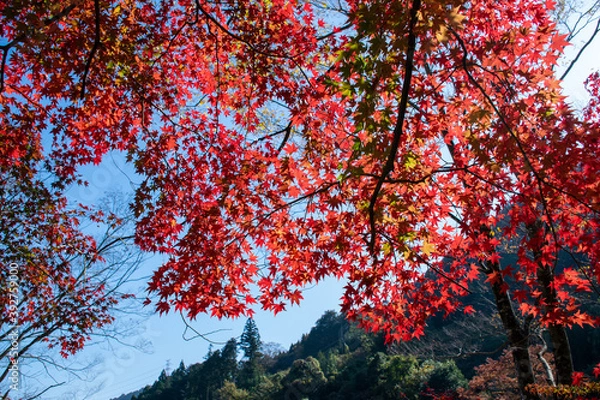 Fototapeta 御岳渓谷の紅葉｜渓谷を彩る紅葉が鮮やかに光り輝いて見えます