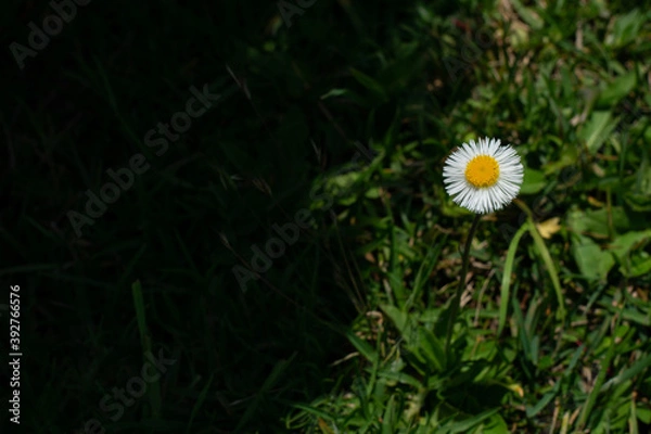 Fototapeta Mini Flower