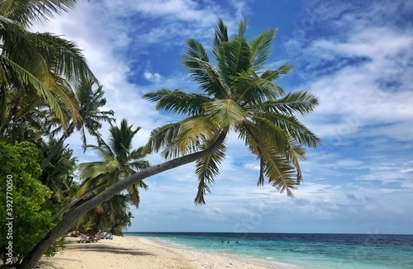 Fototapeta beach with palm trees