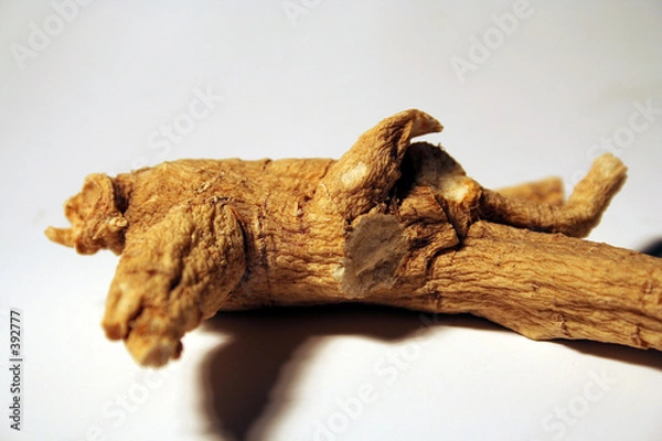 Obraz ginseng