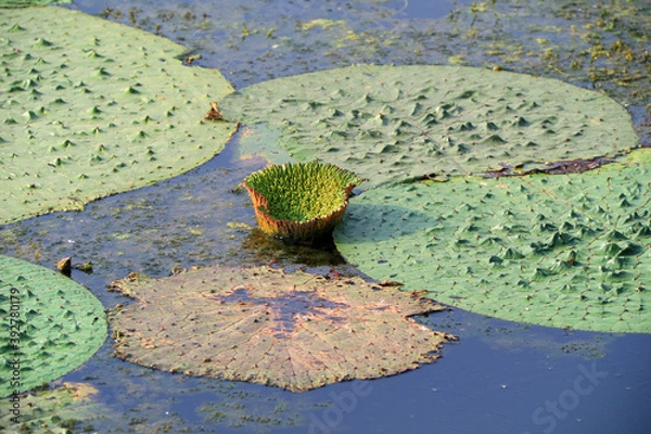Obraz Annual aquatic herbs of the genus Scutellariaceae, China