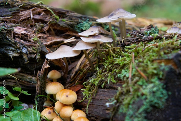 Obraz 
Mushrooms in the autumn forest