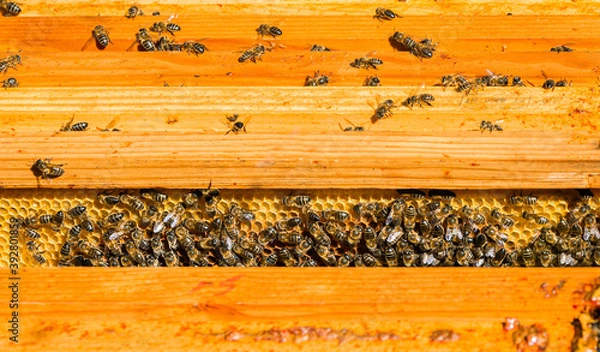 Fototapeta Bees in a comb producing honey, selective focus shot on bees