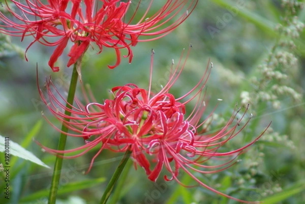 Fototapeta 彼岸花
