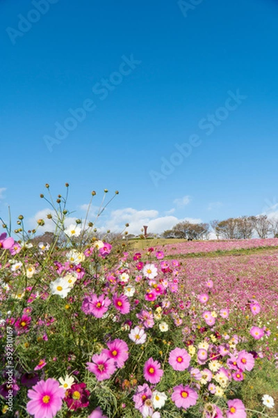 Fototapeta 長崎県諫早市　白木峰高原に咲く秋桜