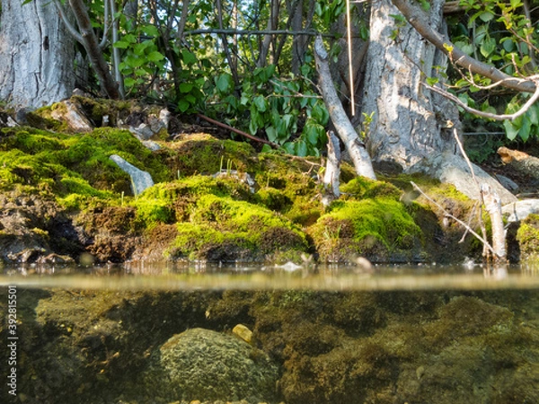 Obraz Riparian habitat ecosystem of forest lake shore